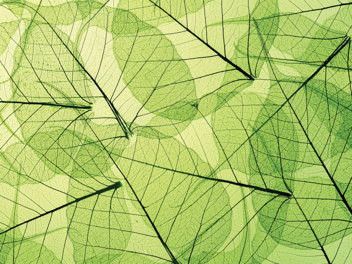 Vail Health Green Aspen Leaves