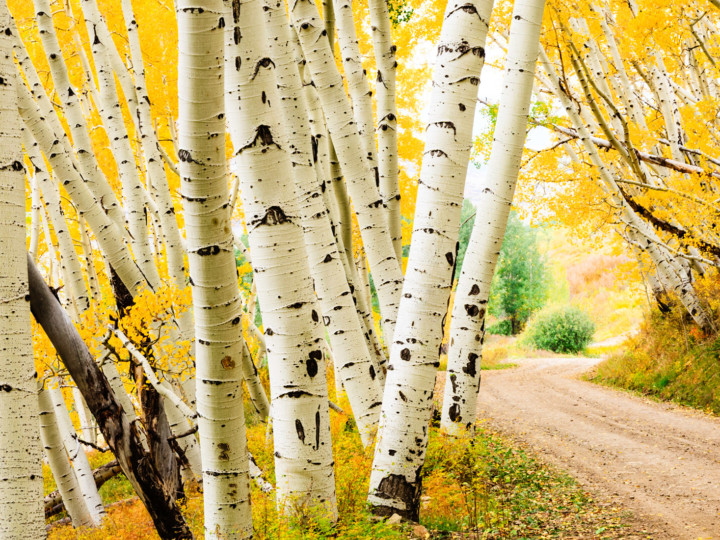 Vail Health Aspen Trees in Fall
